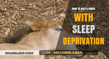 Helping Horses Sleep: Effective Strategies for Combating Equine Sleep Deprivation