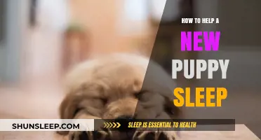 Calm Nights Ahead: Tips for Helping Your New Puppy Sleep