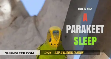 Creating a Calm Environment: Tips to Help Your Parakeet Sleep Peacefully