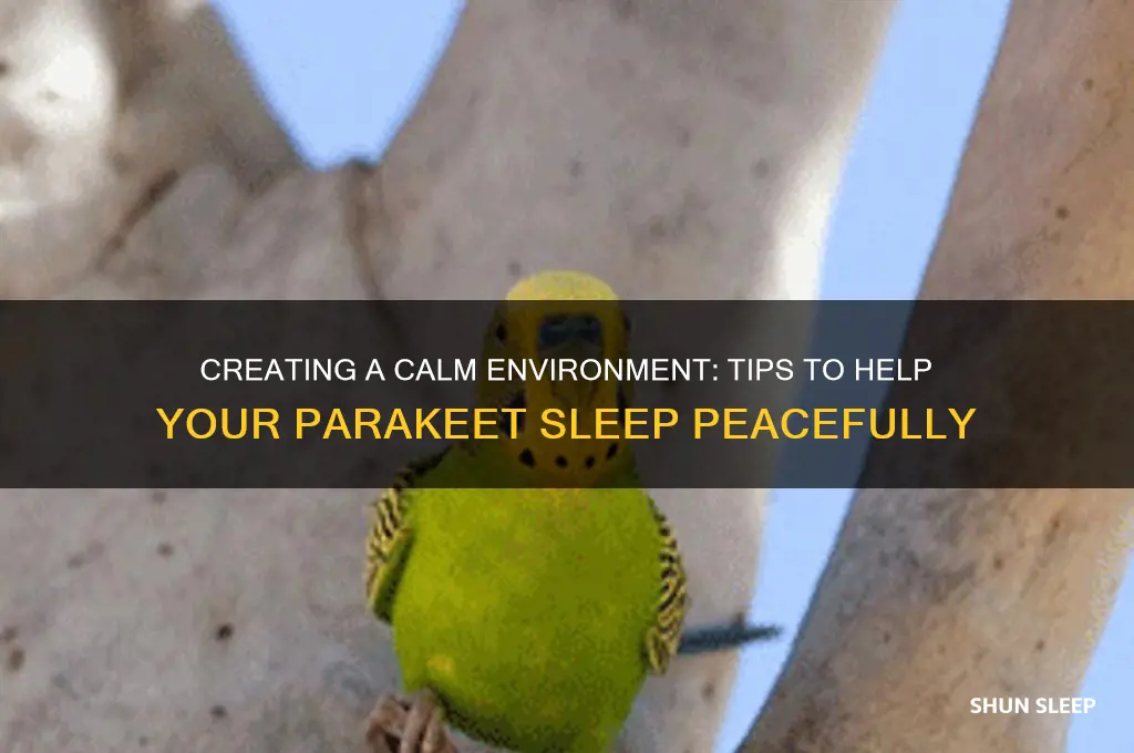 how to help a parakeet sleep