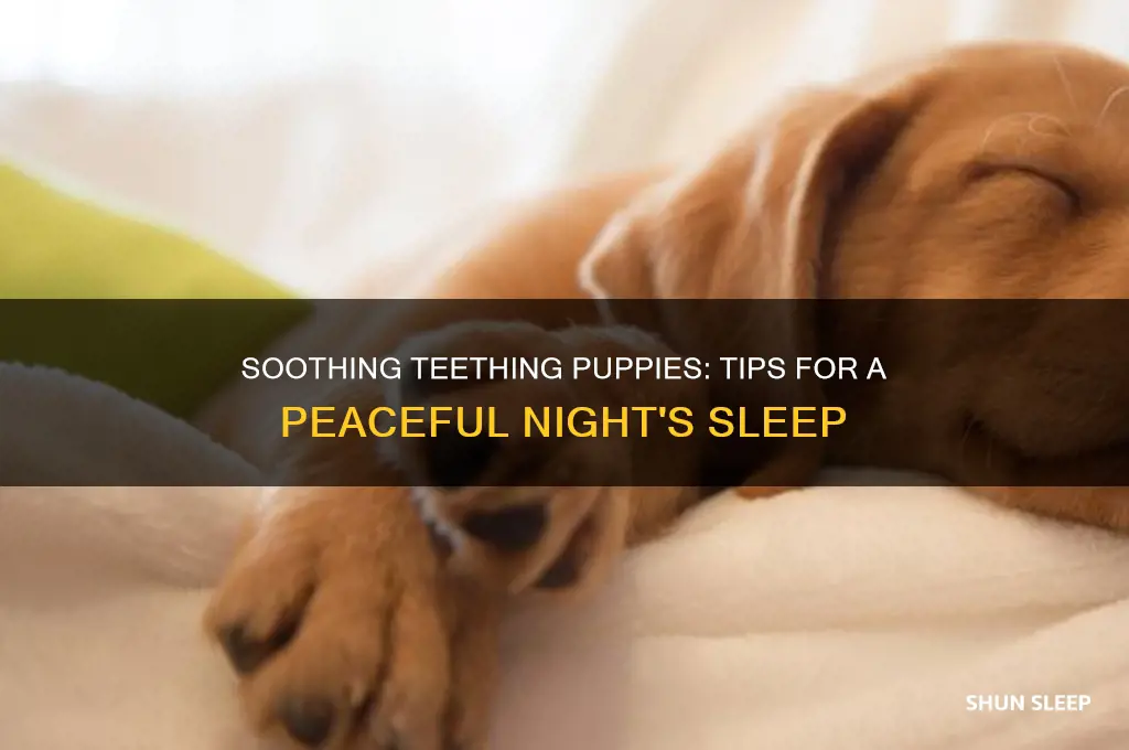 how to help a teething puppy sleep