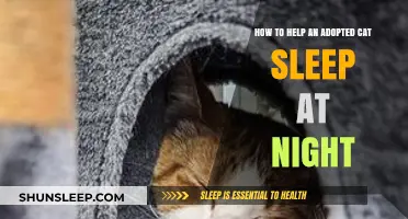 Helping Your Adopted Cat Sleep Peacefully Through the Night