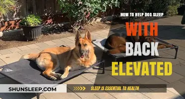 Elevate Your Dog's Sleep: Tips for Comfortable Back Support