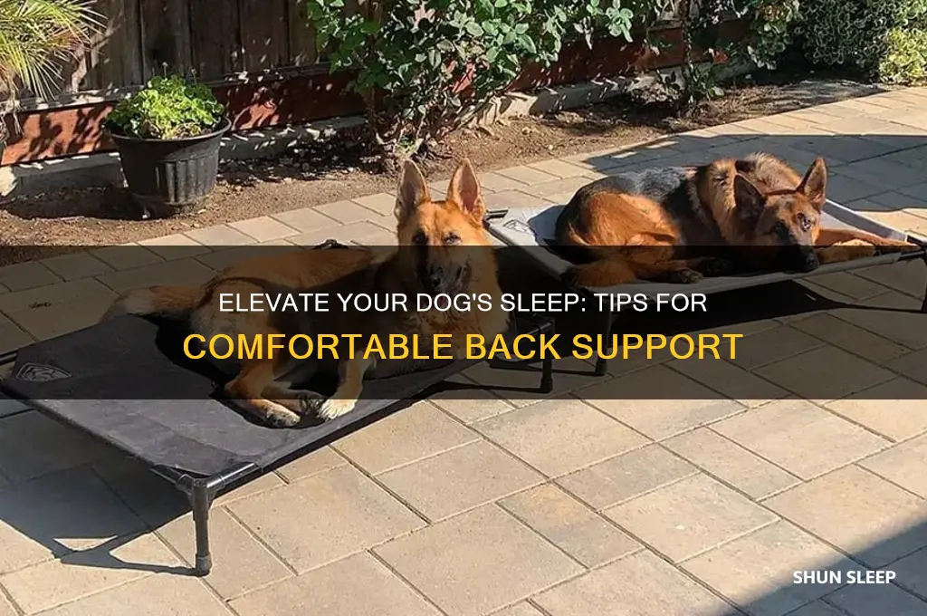 how to help dog sleep with back elevated