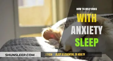Calming Canine Minds: Effective Strategies to Help Anxious Dogs Sleep