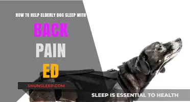 Easing Back Pain: Tips to Help Your Senior Dog Sleep Comfortably