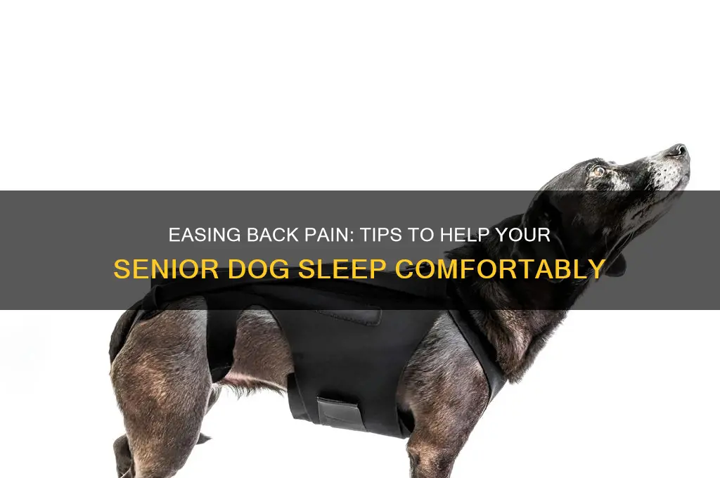 how to help elderly dog sleep with back pain ed