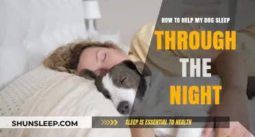 Helping Your Dog Sleep Through the Night: Tips for Restful Evenings