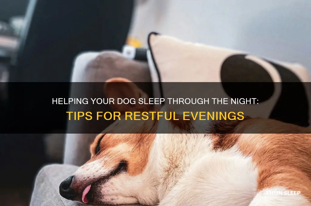 how to help my dog sleep through the night