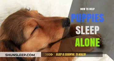 Helping Puppies Sleep Alone: Tips for a Peaceful Night's Rest