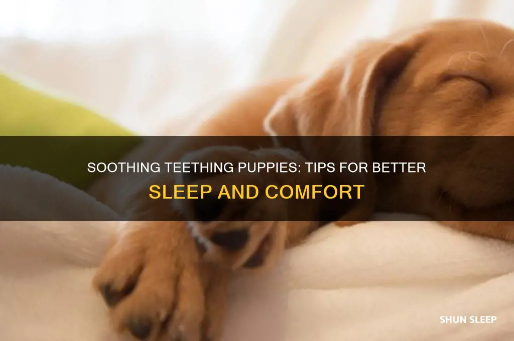how to help teething puppy sleep