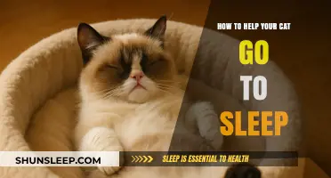 Purrfect Slumber: Gentle Tips to Help Your Cat Sleep Peacefully