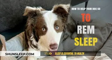 Enhance Your Dog's REM Sleep: Simple Tips for Restful Nights