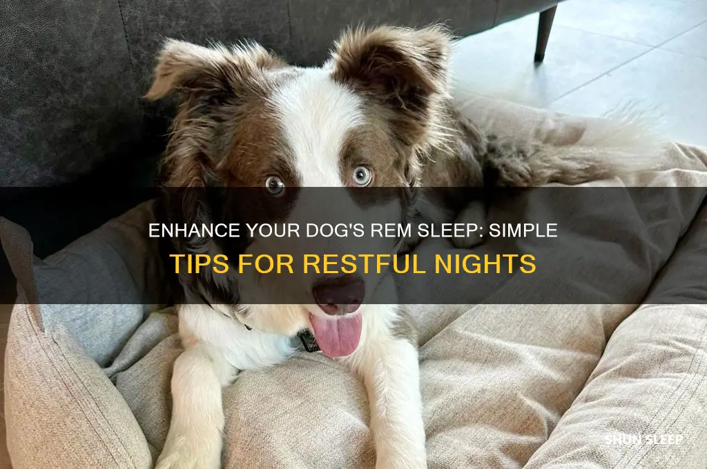 how to help your dog go to rem sleep