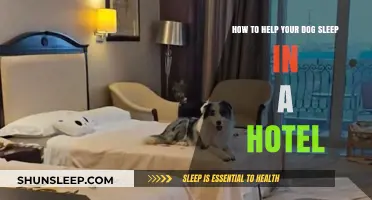 Tips for Helping Your Dog Sleep Comfortably in a Hotel