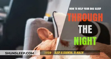 Tips for Helping Your Dog Sleep Peacefully Through the Night