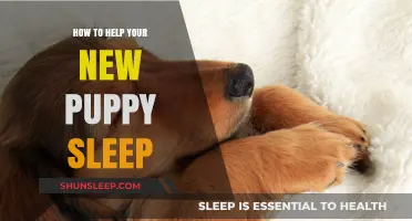 Helping Your New Puppy Sleep: Tips for a Peaceful Night
