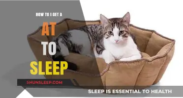 Effective Strategies to Help Your Cat Sleep Peacefully Every Night