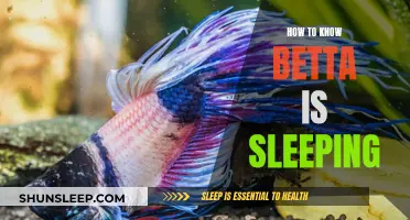 Signs Your Betta is Sleeping Peacefully