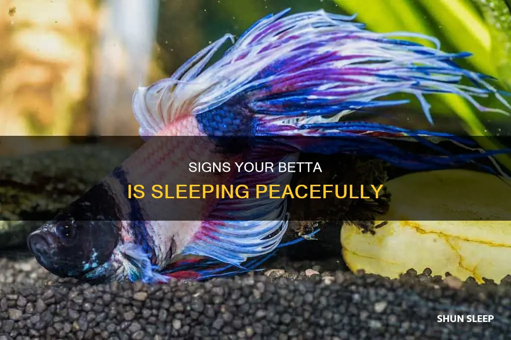 how to know betta is sleeping