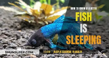 Is Your Betta Fish Sleeping? Here's How to Tell