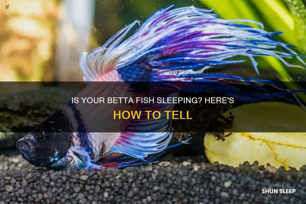how to know if a betta fish is sleeping