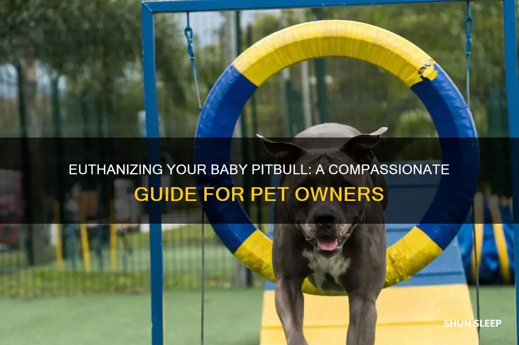 how to put a baby pitbull to sleep
