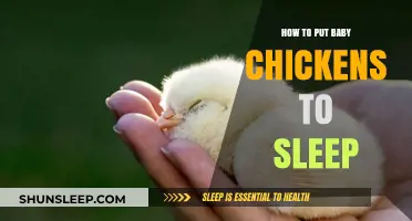 Gentle Tips for Helping Baby Chickens Drift Off to Sleep