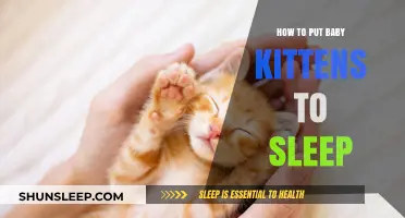 Gentle Tips for Helping Baby Kittens Drift Off to Sleep