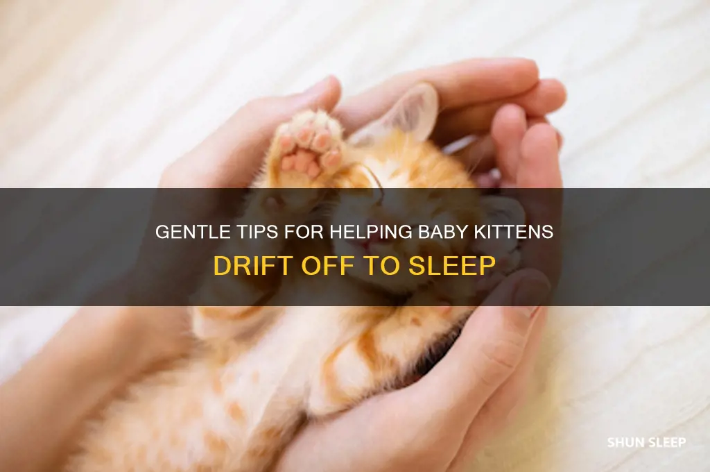 how to put baby kittens to sleep