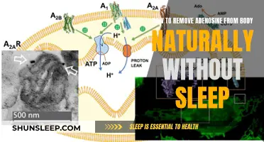 Naturally Flush Adenosine Without Sleep: A Guide