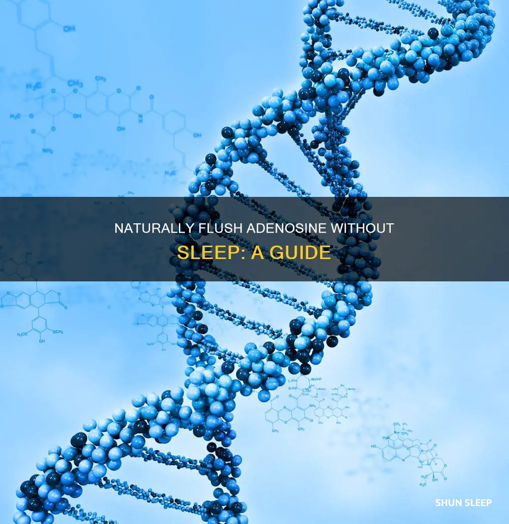 how to remove adenosine from body naturally without sleep