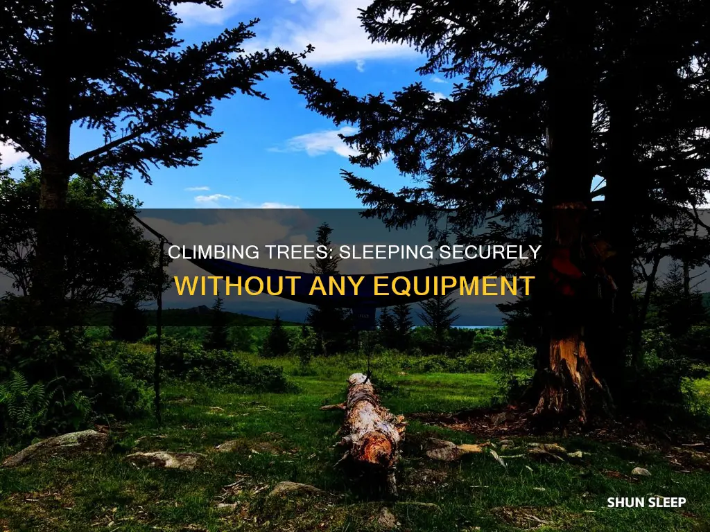 how to sleep in a tree without any equipment