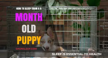 Training Your Puppy to Sleep Through the Night