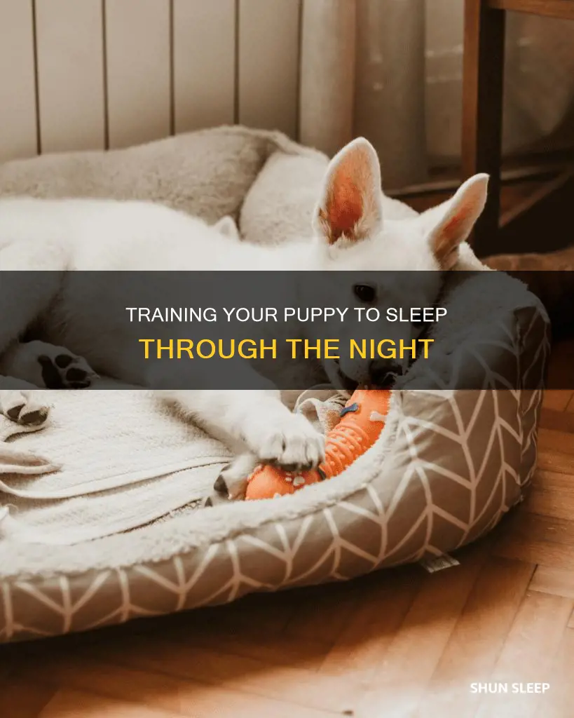 how to sleep train a 5 month old puppy