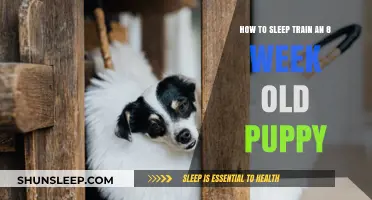 Training Your Puppy to Sleep Through the Night