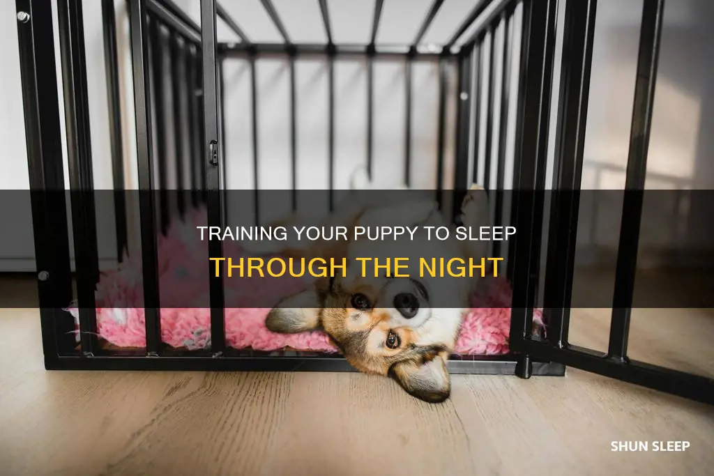 how to sleep train an 8 week old puppy