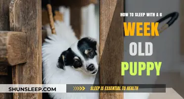 A Quiet Night: Puppies and Sleep