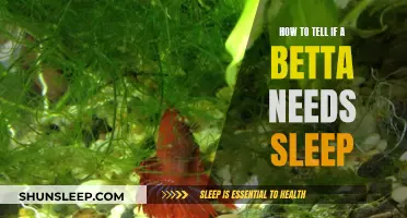 Do Bettas Need Sleep? Signs Your Fish Needs Rest