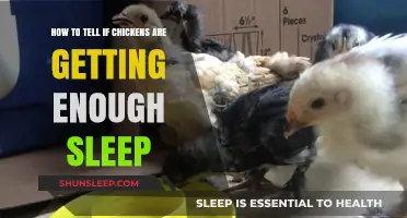 Ensuring Restful Nights: Signs Your Chickens Are Getting Enough Sleep