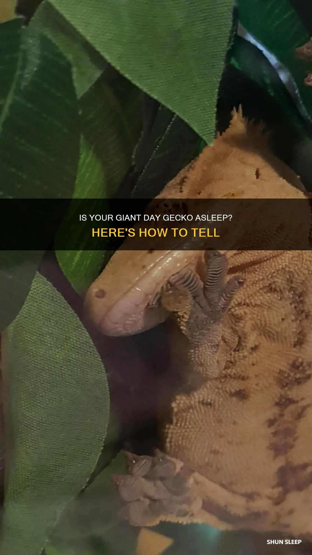 how to tell if giant day gecko is sleeping