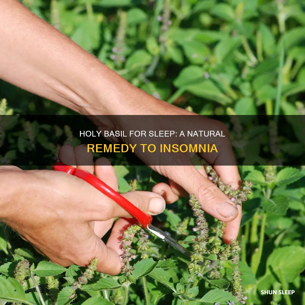 how to use holy basil for sleep