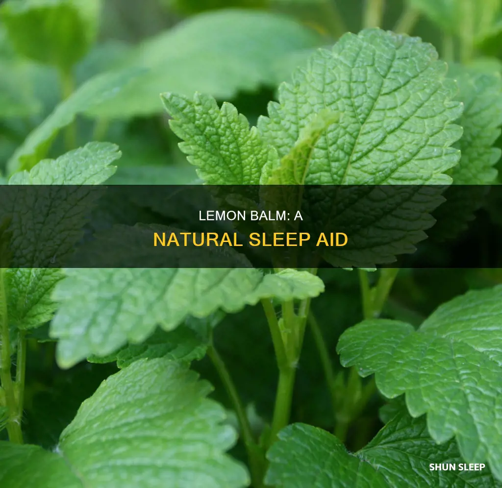 how to use lemon balm for sleep