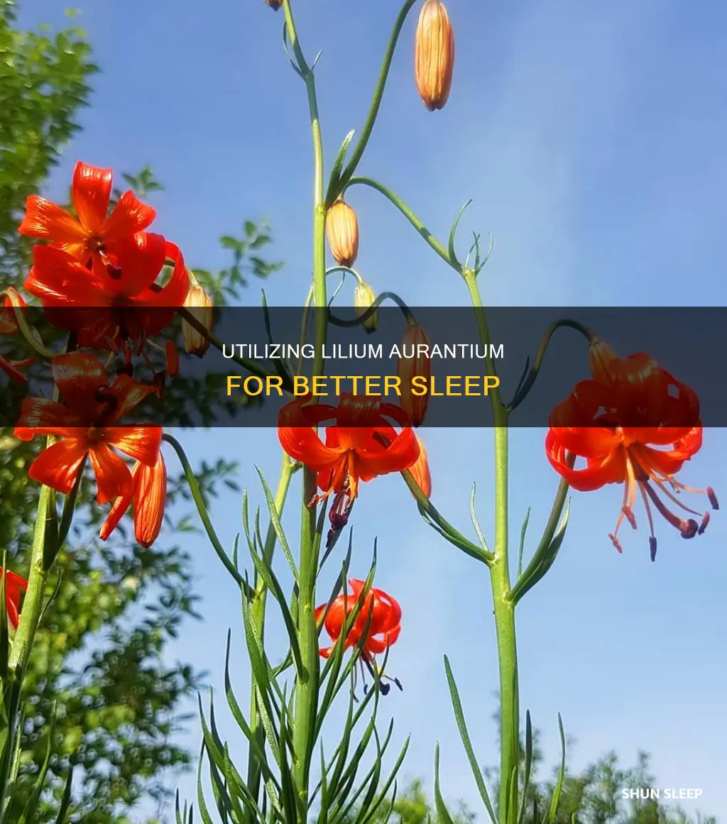 how to use lilium aurantum for sleep