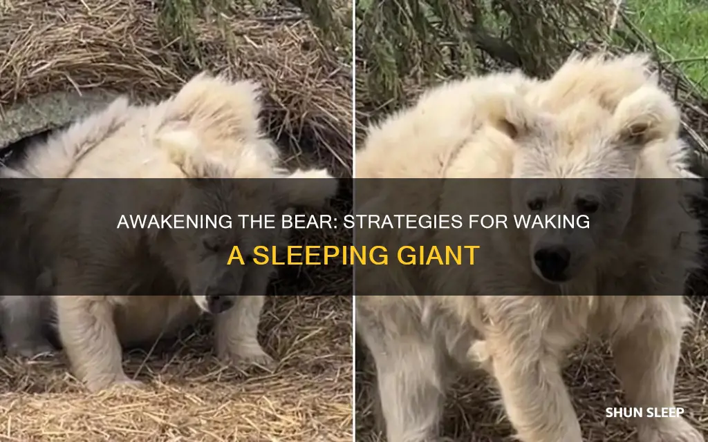 how to wake a sleeping bear