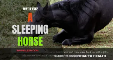 Awakening the Slumbering Steed: A Guide to Waking a Sleeping Horse