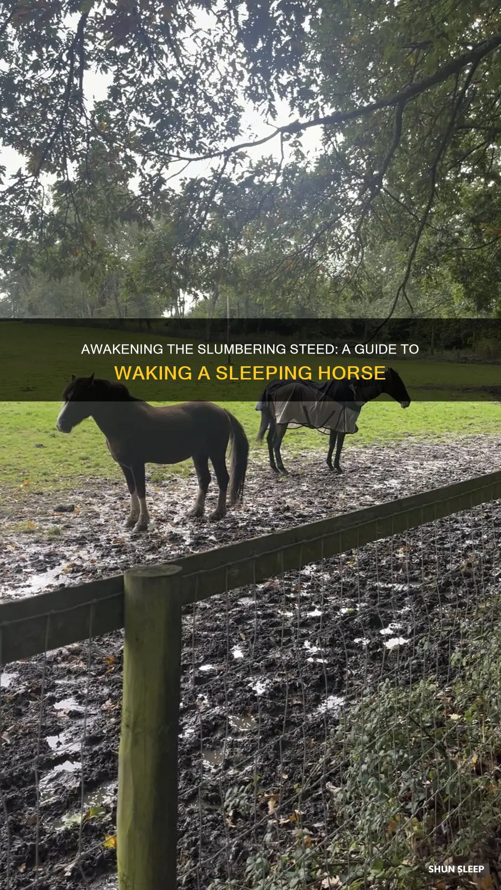 how to wake a sleeping horse