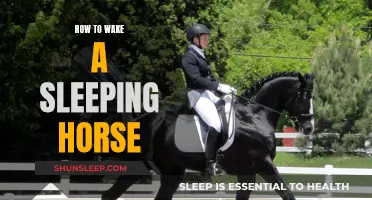 Waking a Sleeping Horse: Tips and Tricks for Owners