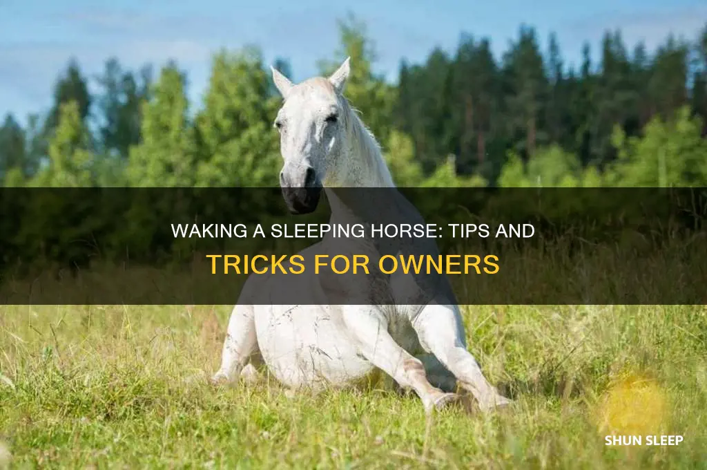 how to wake a sleeping horse
