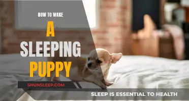 Cuddly Tips: Waking Up Your Puppy's Slumber